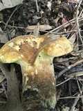 Tapinella atrotomentosa image