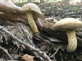 Retiboletus griseus image
