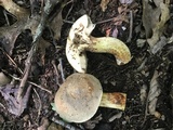 Retiboletus griseus image