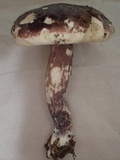 Boletus violaceofuscus image