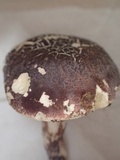 Boletus violaceofuscus image