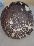 Boletus violaceofuscus image