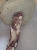 Boletus violaceofuscus image
