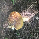 Amanita flavorubens image