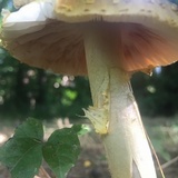 Amanita flavorubens image