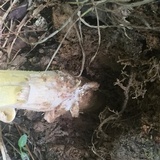 Amanita flavorubens image
