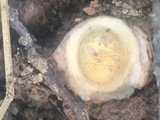 Amanita flavorubens image
