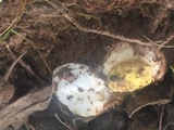 Amanita flavorubens image