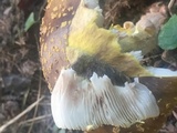 Amanita flavorubens image