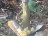 Amanita flavorubens image