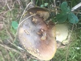 Amanita flavorubens image