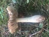 Amanita flavorubens image