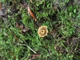 Craterellus olivaceus image