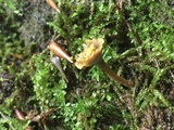 Craterellus olivaceus image