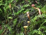 Craterellus olivaceus image