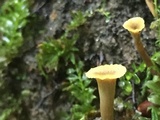Craterellus olivaceus image