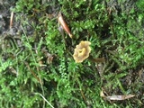 Craterellus olivaceus image