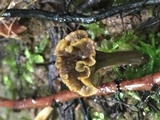 Craterellus olivaceus image