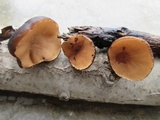 Galiella rufa image