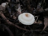 Clitocybe eccentrica image