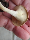 Clitocybe eccentrica image