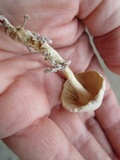 Clitocybe eccentrica image