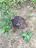 Calvatia cyathiformis image