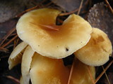 Cystoderma amianthinum image