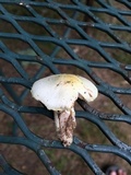Agaricus auricolor image