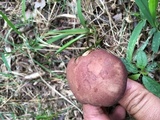 Phylloporus rhodoxanthus image