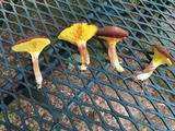 Phylloporus rhodoxanthus image