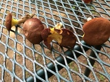 Phylloporus rhodoxanthus image