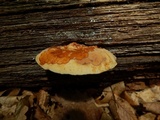 Piptoporus quercinus image
