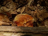 Piptoporus quercinus image