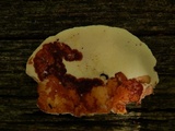 Piptoporus quercinus image