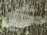 Amandinea polyspora image