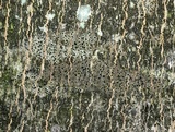 Amandinea polyspora image