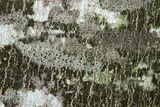 Amandinea polyspora image