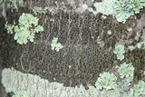 Amandinea polyspora image