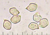 Entoloma strictius image