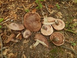 Tylopilus plumbeoviolaceus image
