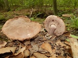 Tylopilus plumbeoviolaceus image
