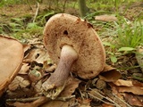 Tylopilus plumbeoviolaceus image