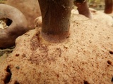 Tylopilus plumbeoviolaceus image