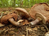 Tylopilus plumbeoviolaceus image