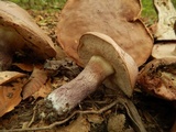Tylopilus plumbeoviolaceus image