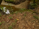 Tylopilus plumbeoviolaceus image