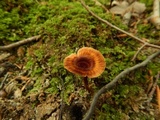 Coltricia cinnamomea image