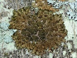 Melanelixia subargentifera image