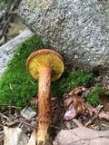 Phylloporus rhodoxanthus image